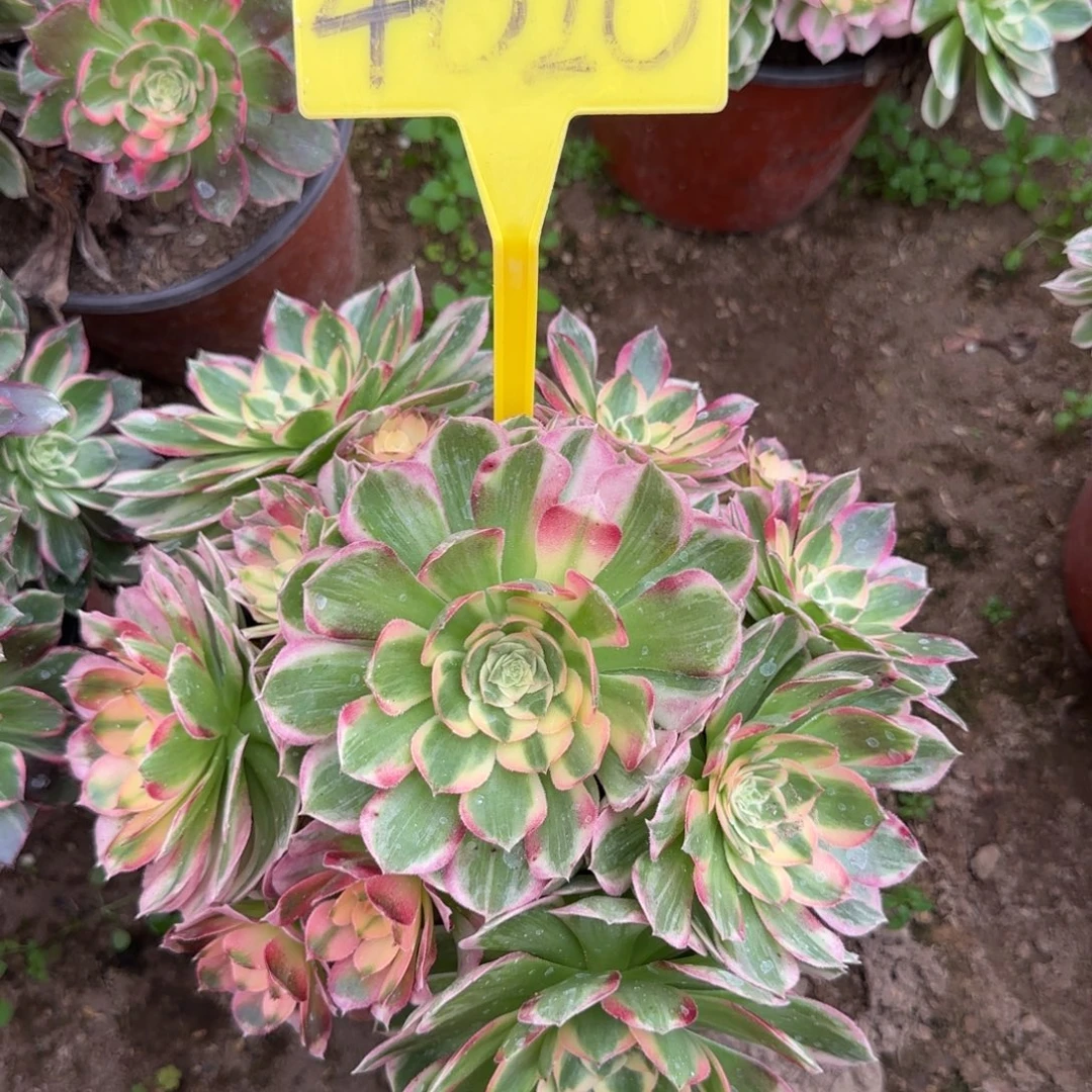 海王多肉植物多头