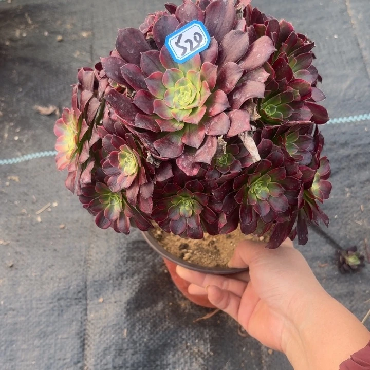 一物一拍安娜520