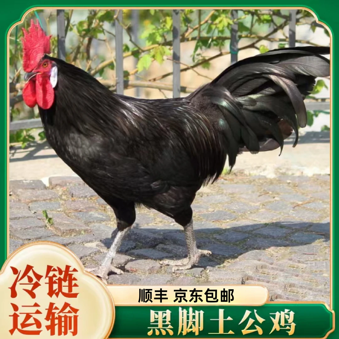 【小豪家1】买二送-一 放养黑脚土公鸡 到手3只净重9斤