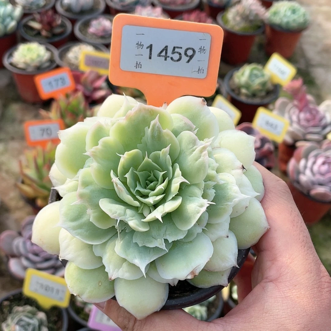 【闪购商品】安***巴1459号