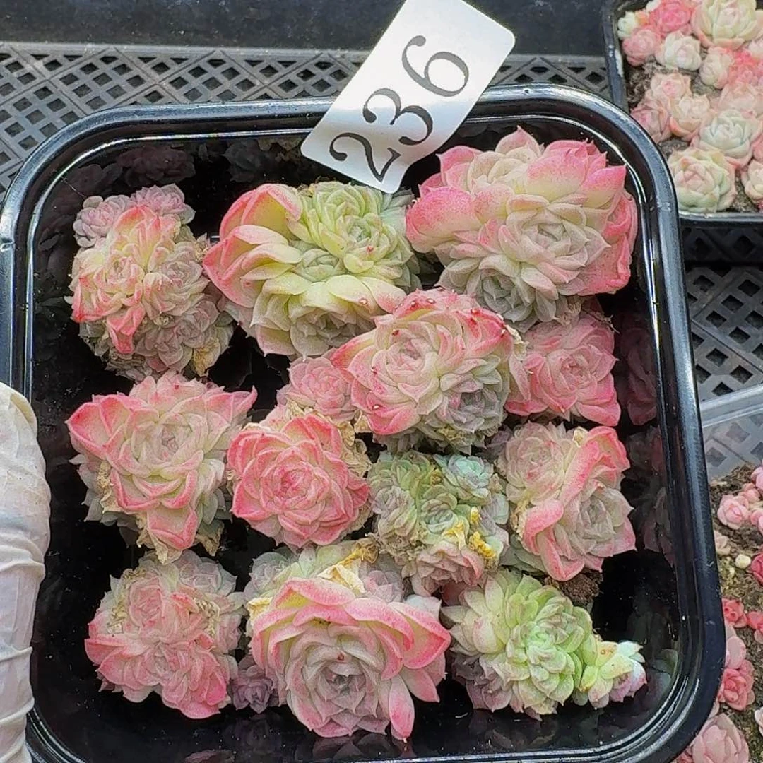 多肉植物多肉植物236