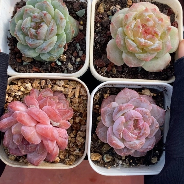 1122-507，冰魄4个