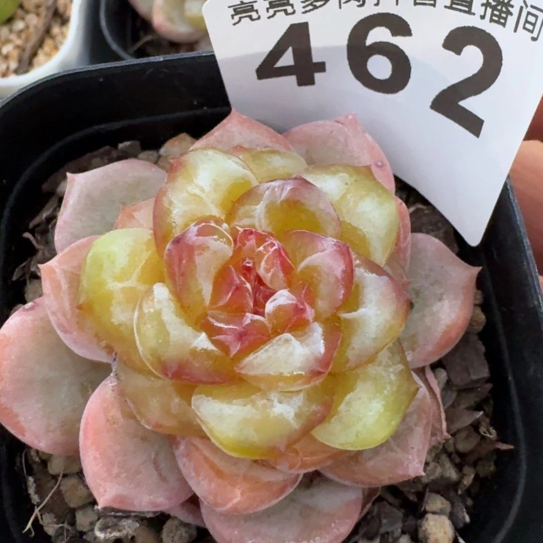 诚**装大石榴         多肉植物