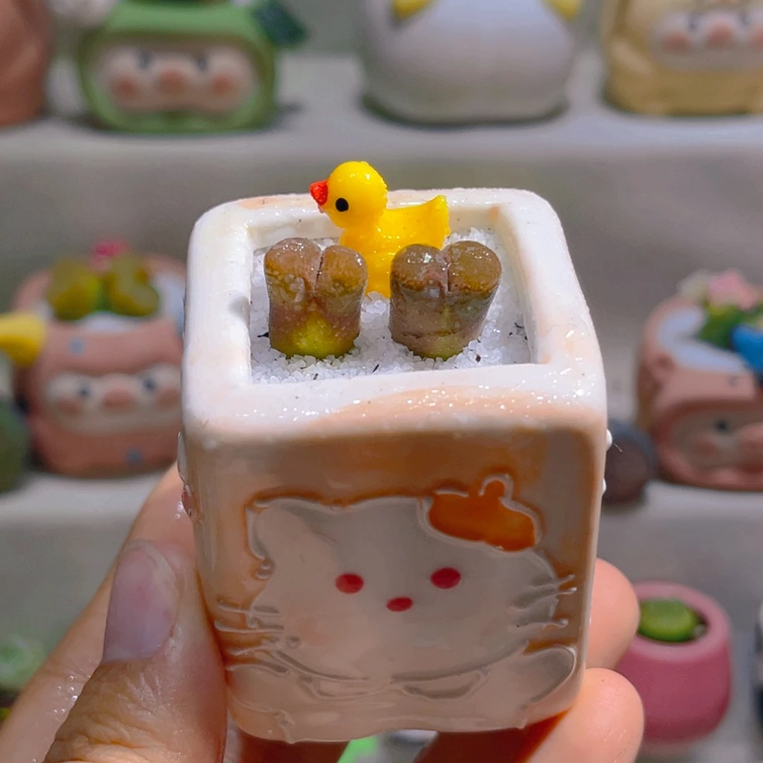 070高端多肉带盆土一套45