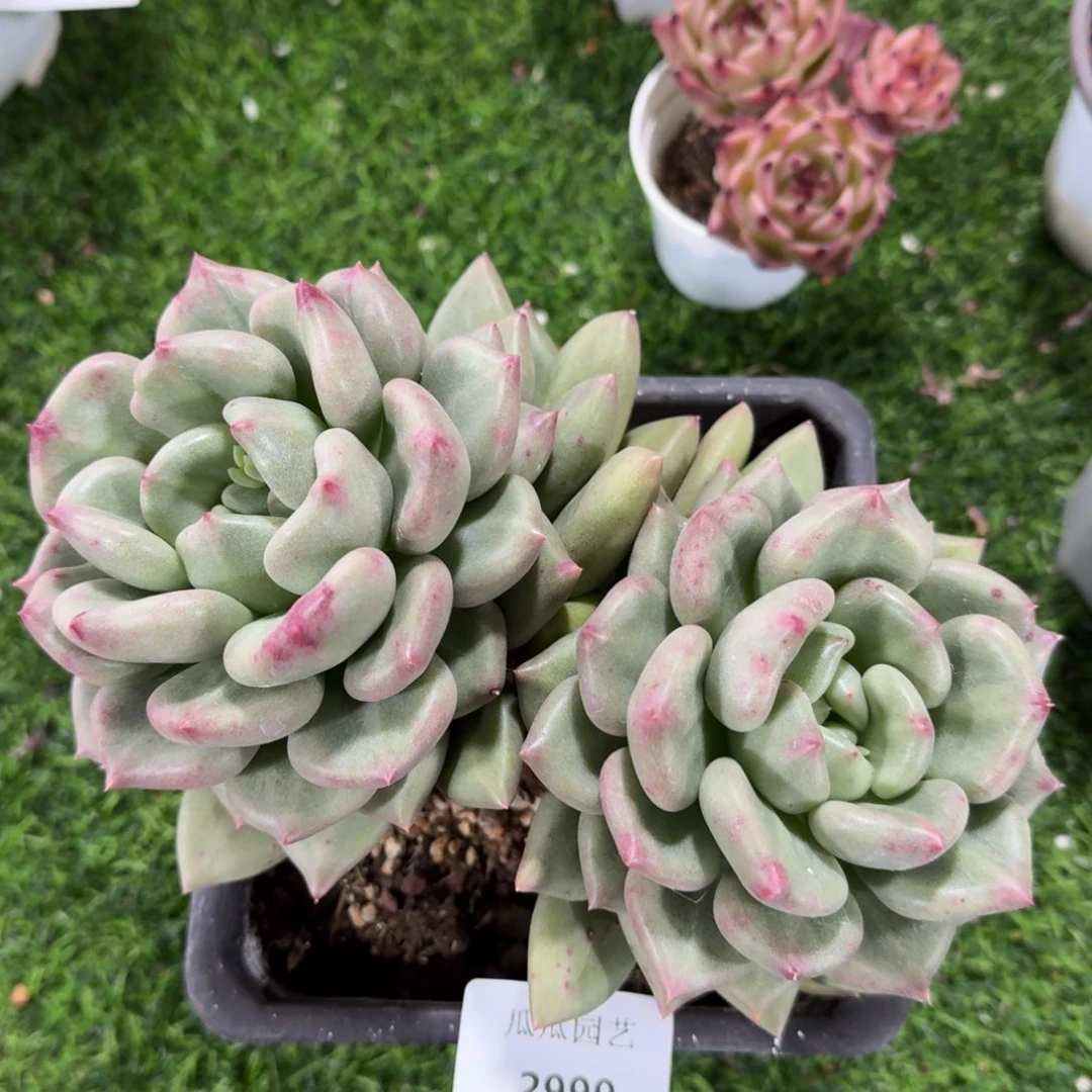 2999美人杂多肉植物