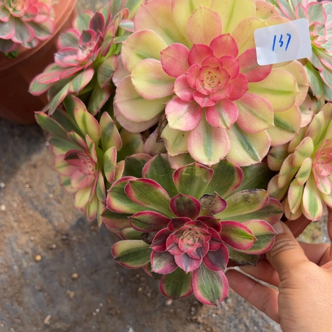 137海神多肉多肉多肉