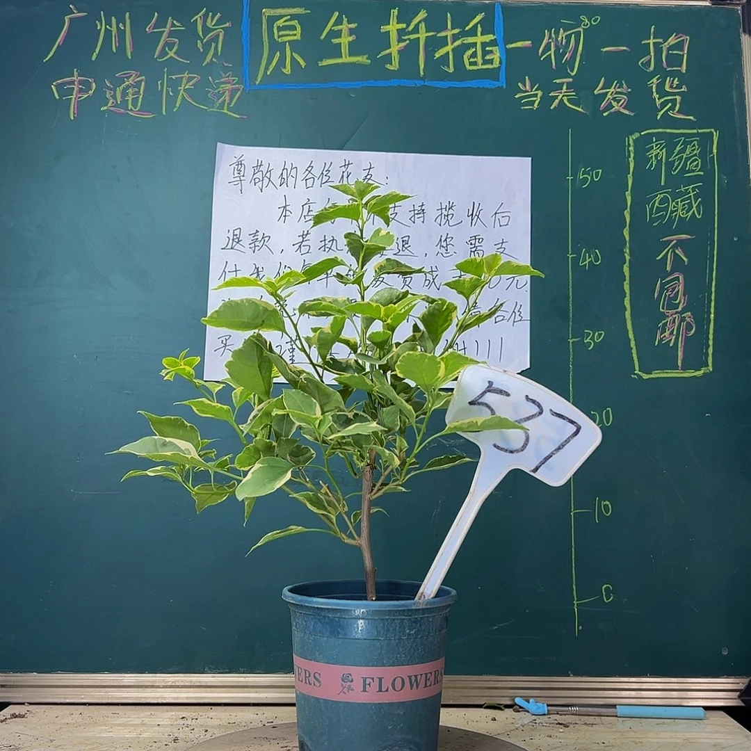 当前无花栽培后可以开花  小斑叶丽人 537