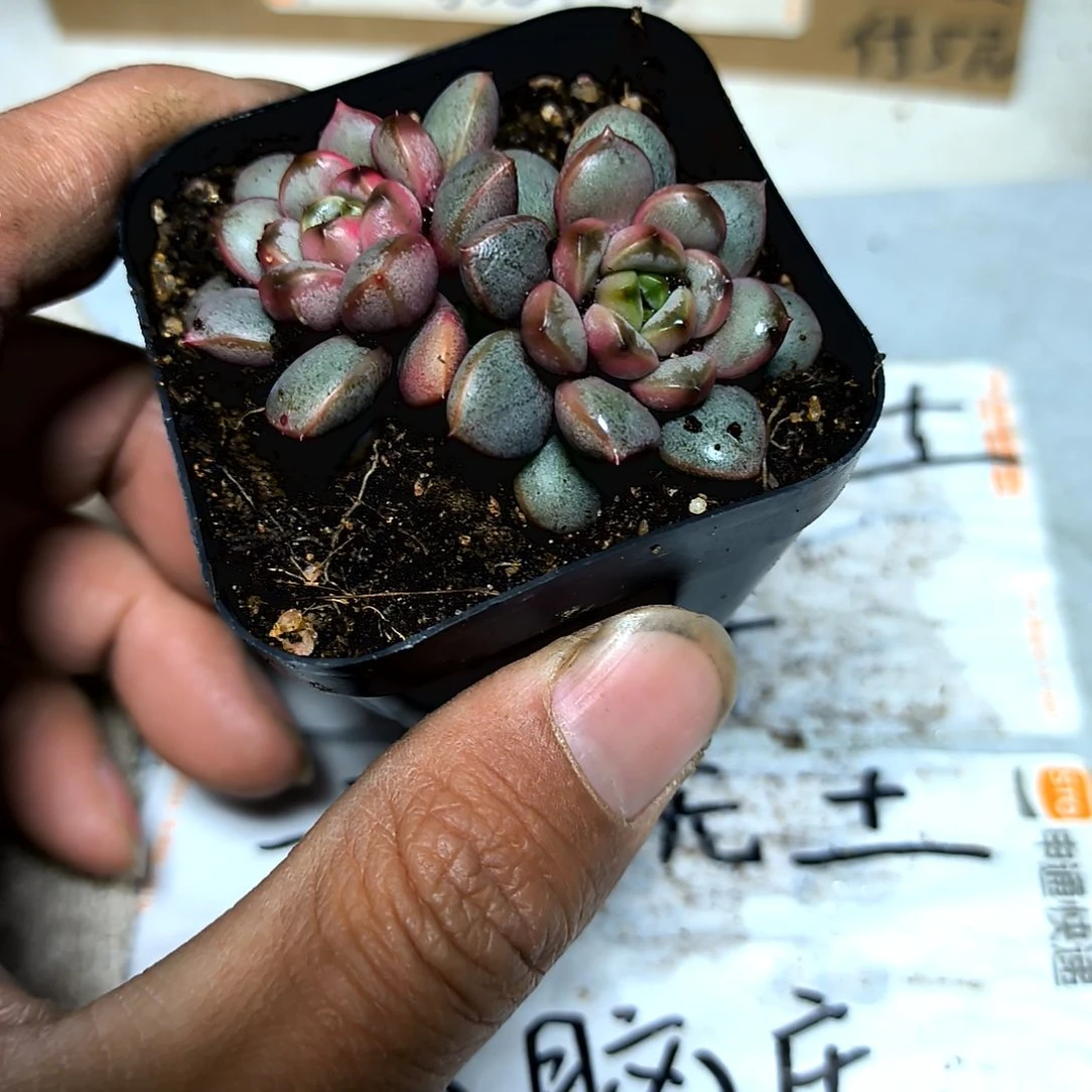 满6元包邮，葡萄2/3头方盆