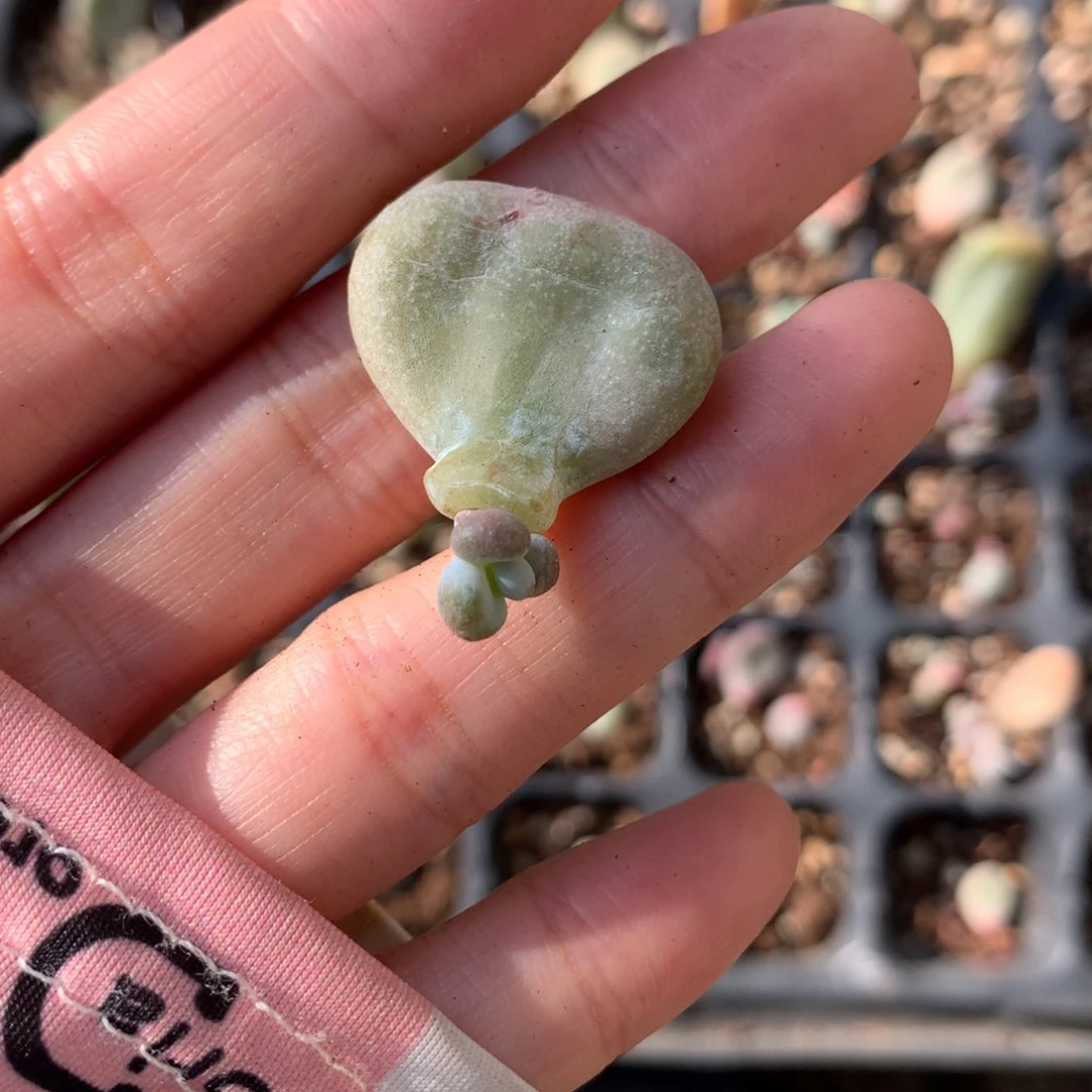 黄油油煎奶酪多肉。