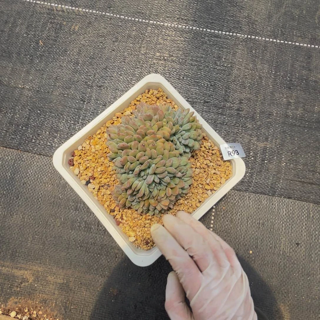 r93梦露缀化呀呀呀