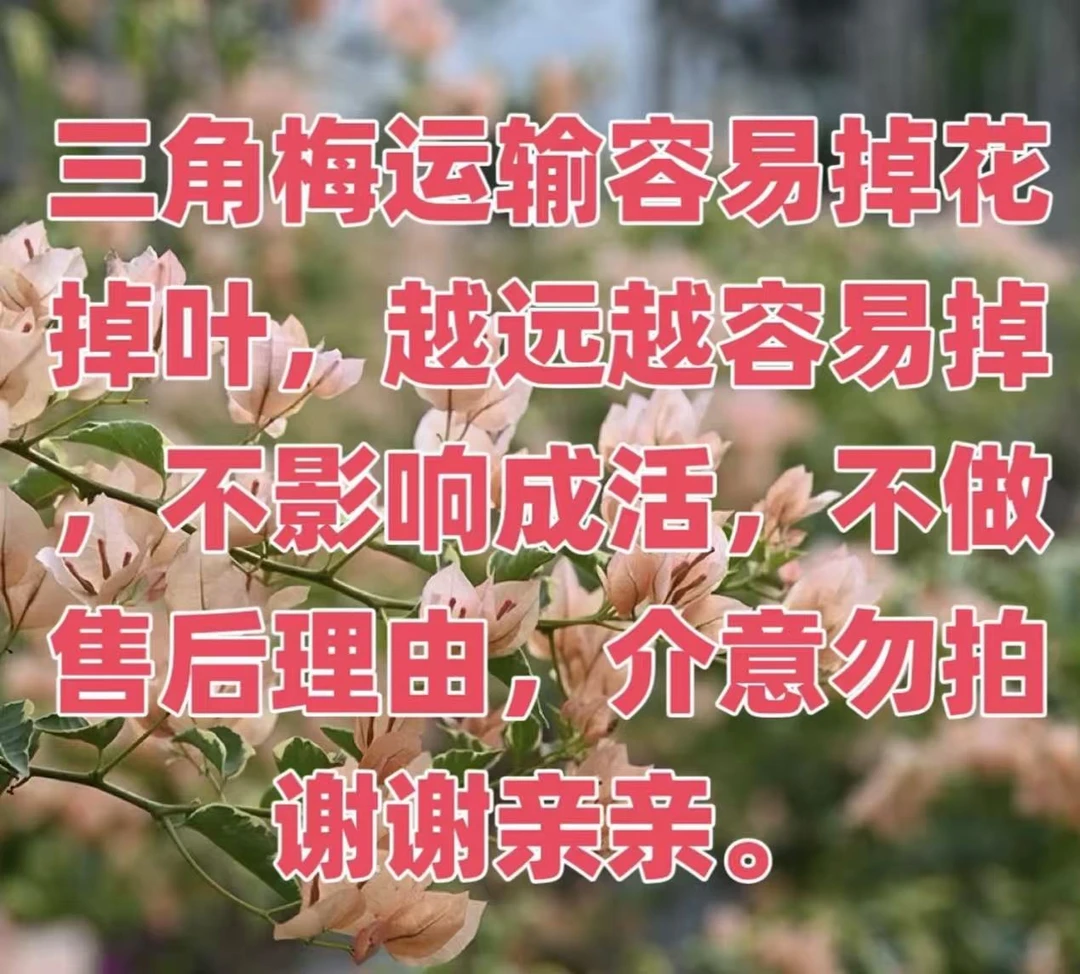 金星双色 三角梅一物一拍掉花落叶不售后不影响成活复花介意勿拍