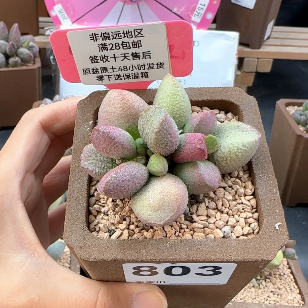 803赛猪肝多肉植物