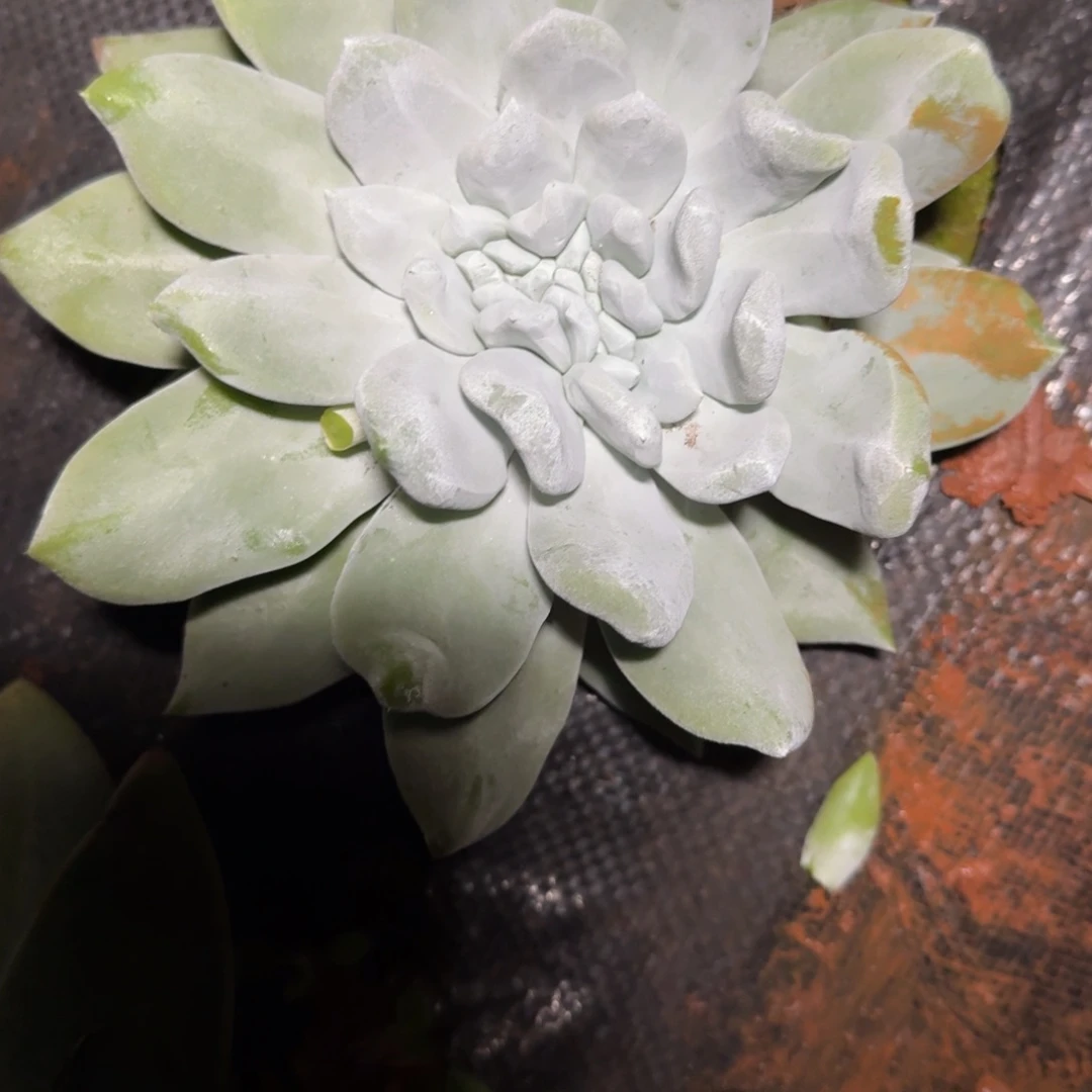 仙女杯多肉植物杂交