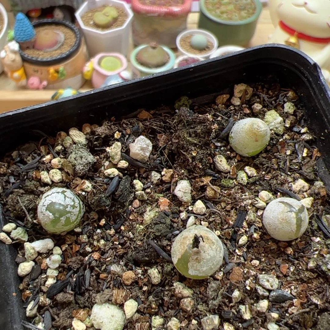 【闪购商品】59 年终福利