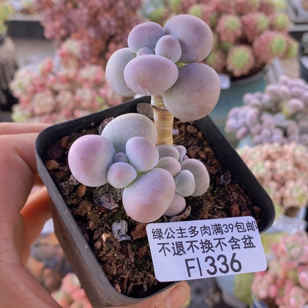 芭比奶洛5cm336多肉植物