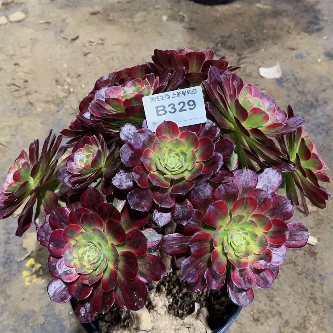 多肉植物329安娜丛林妖桩