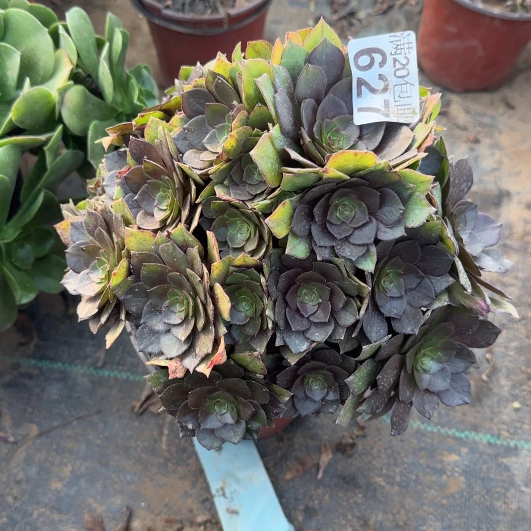 桃花石627满20包邮断枝不包