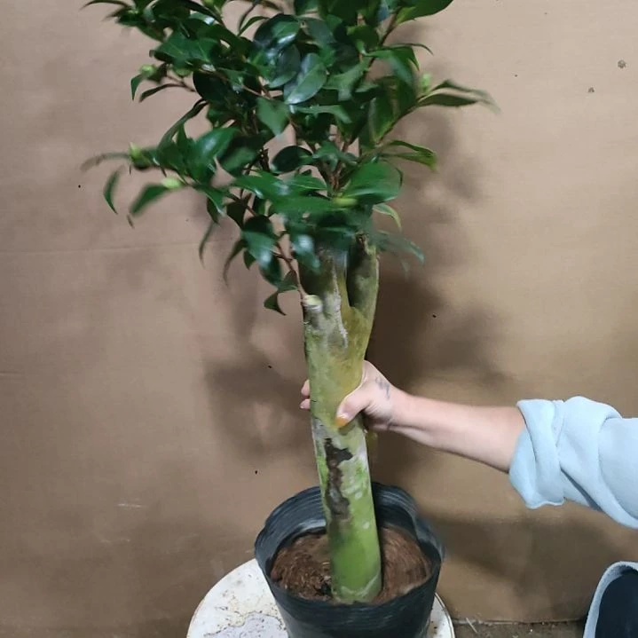 171马可波罗，原盆原土发货，不包邮