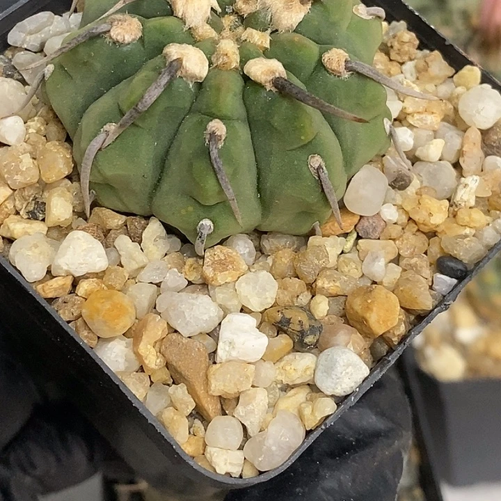 不正经一本刺仙人球仙人掌