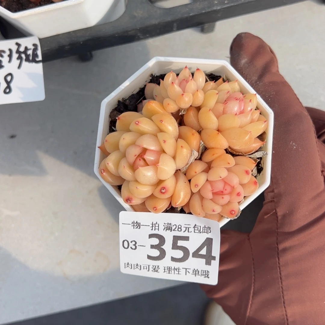 晴空珍妮多肉多肉多肉