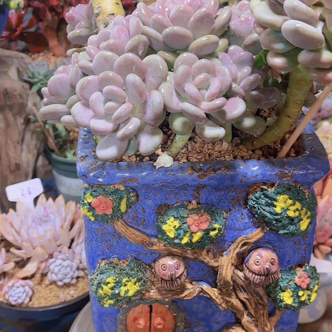 红陶?*然多肉植物保护研究所