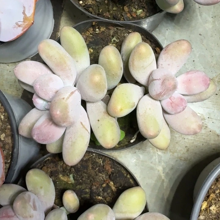 米可奶 双头  一物一拍