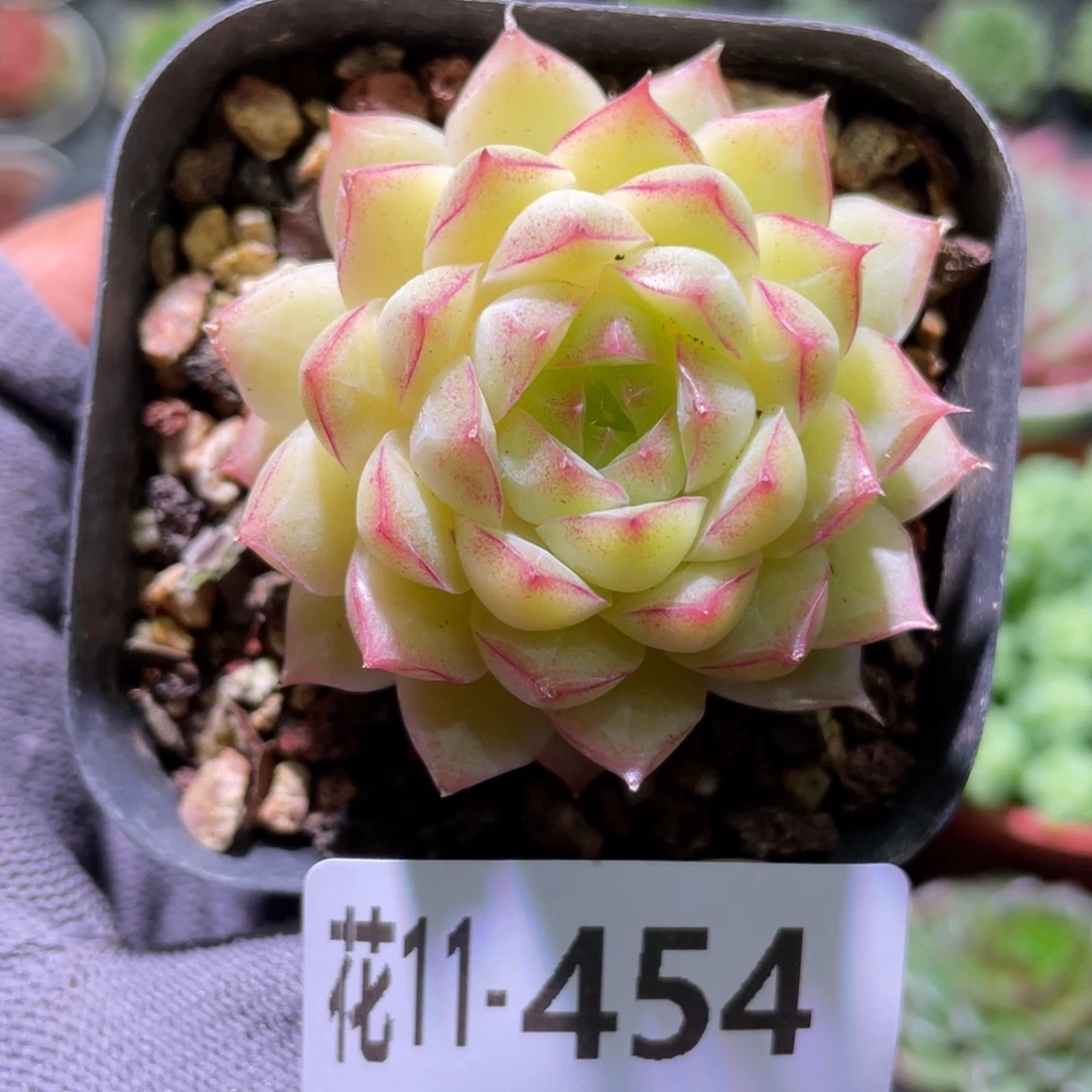 花利美11-454女王