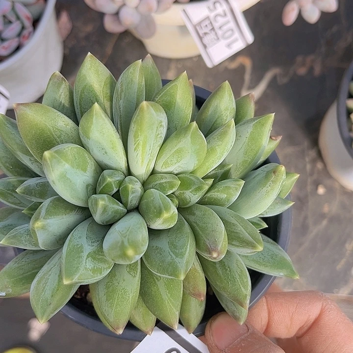 重楼朵朵1180多肉植物
