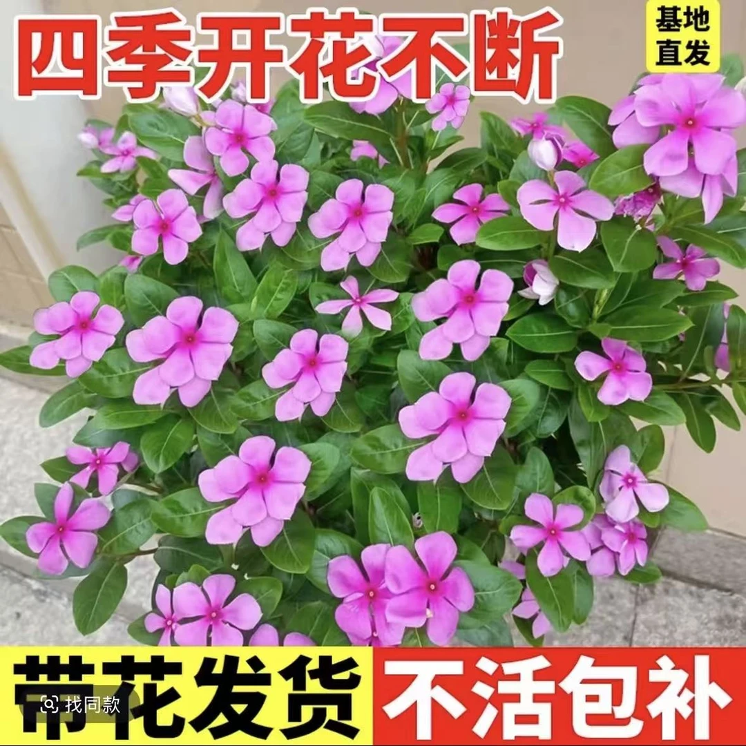 长春花盆栽花苗四季梅多年生花卉阳台庭院好成活易养护