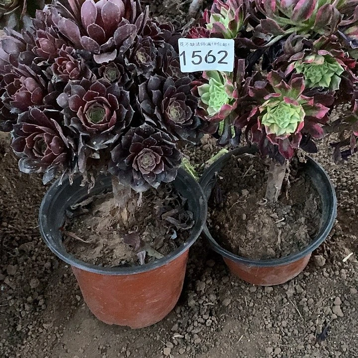天河荷兰原叶一物一拍1562
