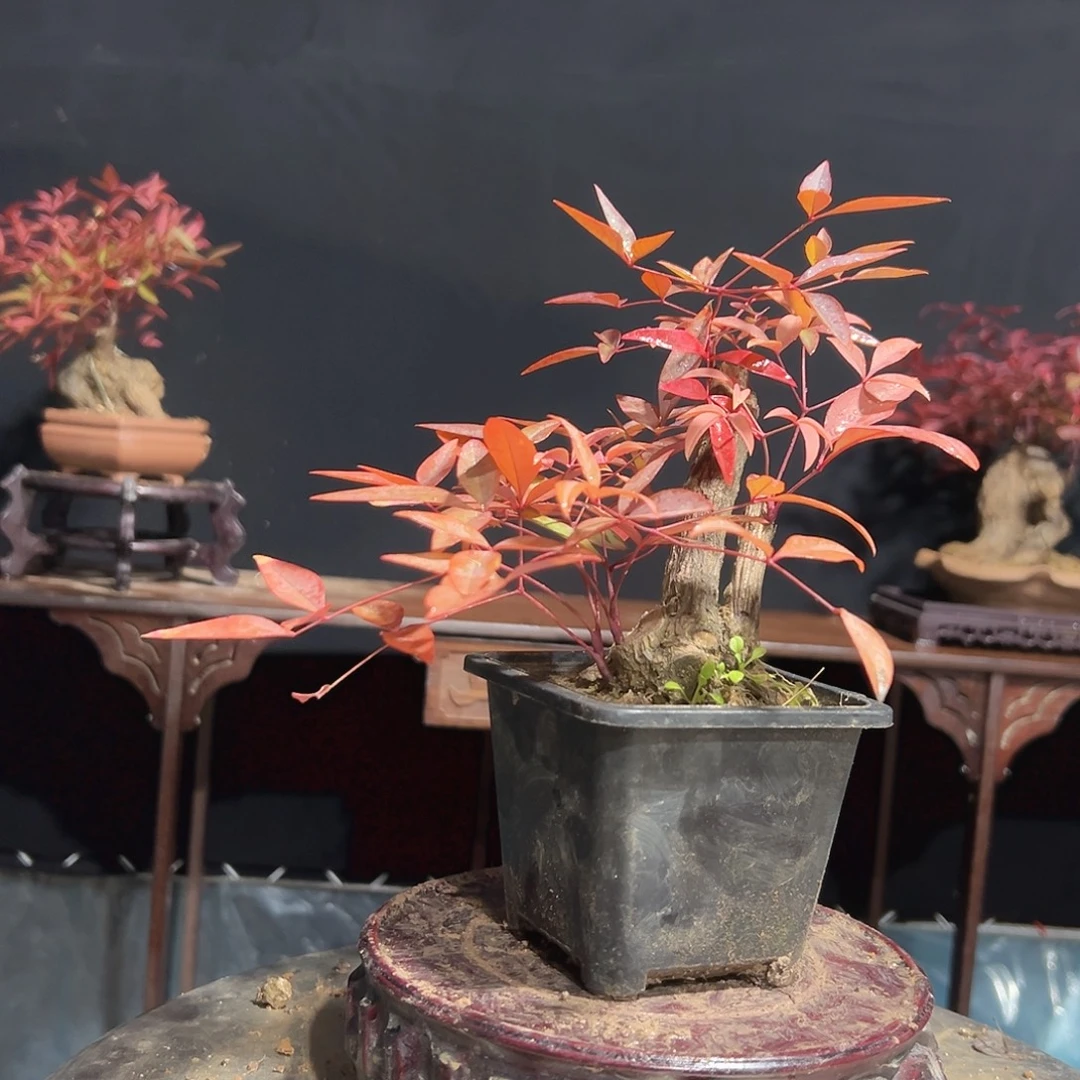 无花朵000000000028