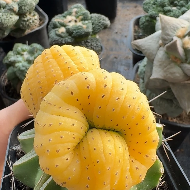 无花朵797士童锦仙人球