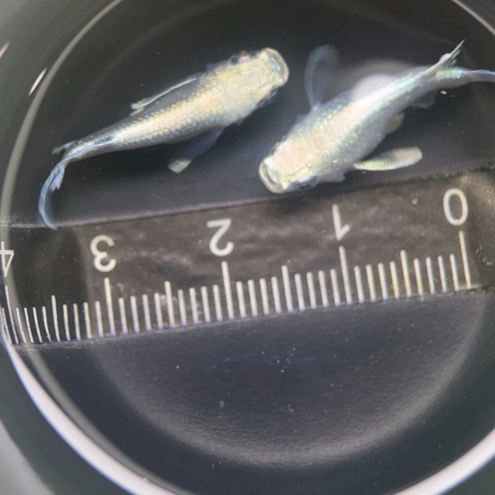 海水鱼天使球34号