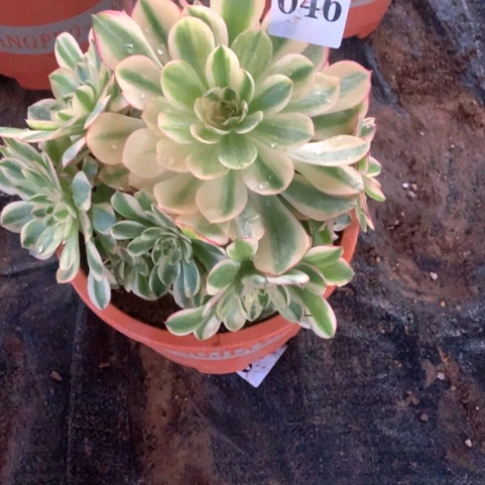 多肉植物倾城046