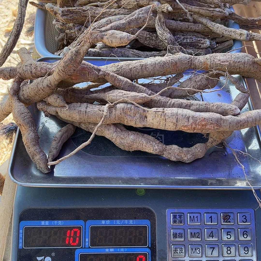 中国大陆黄牛泡酒