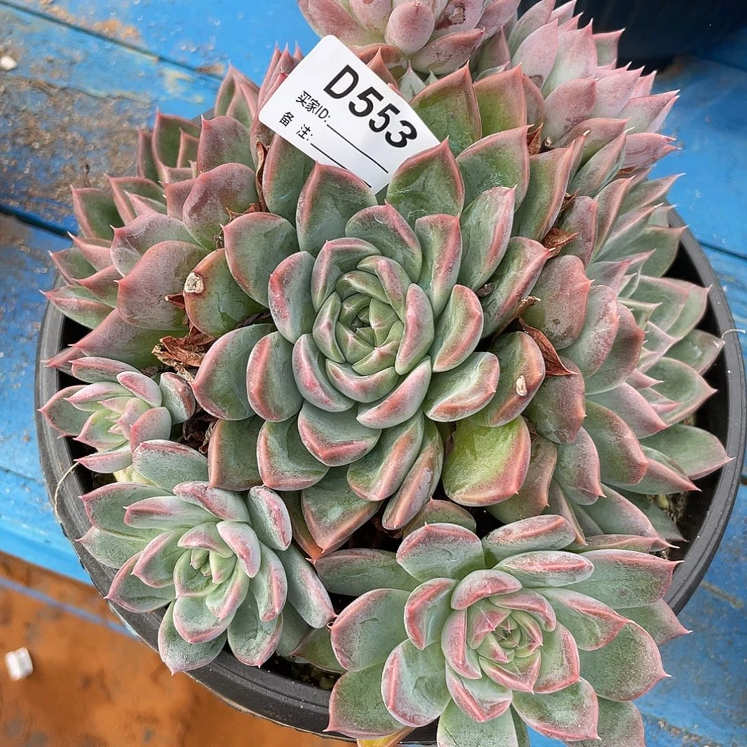 若如东云单拍D553