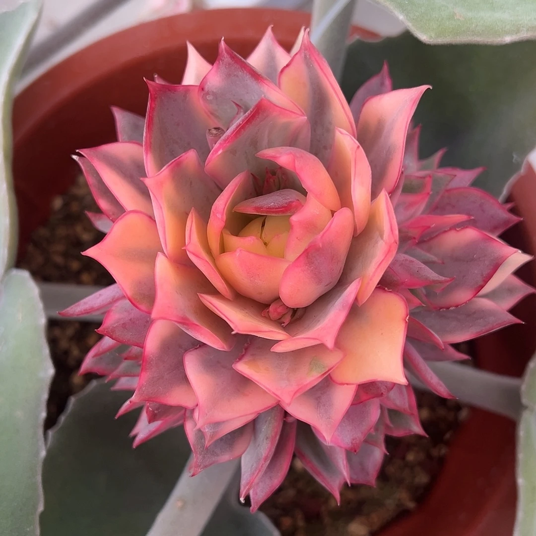 宝莲灯锦嫁接多肉植物