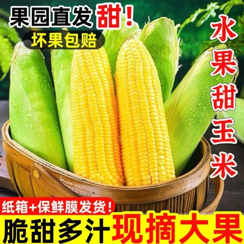 脆甜广西横县甜玉米嫩玉米新鲜玉米水果甜玉米爆浆可生吃3-5斤9斤