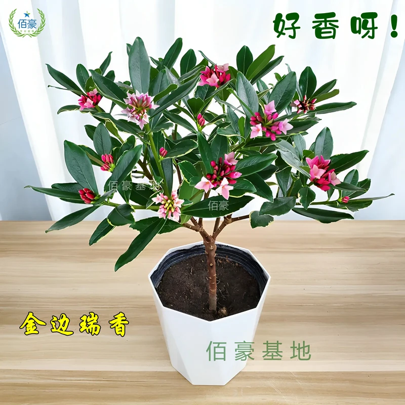 佰豪新品金边瑞香盆栽带花苞四季常绿室内外浓香型花卉耐寒花好养