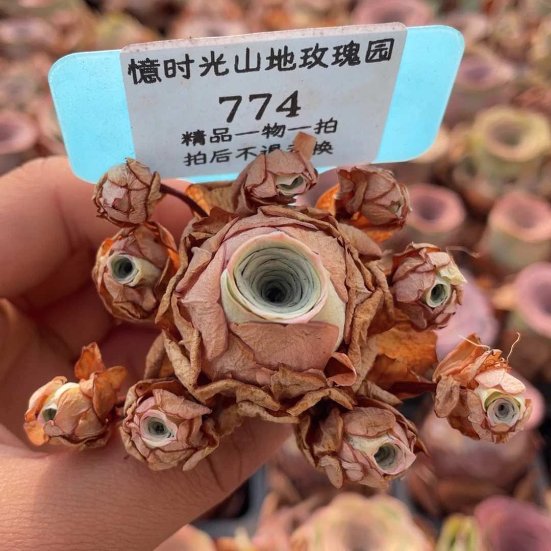 山地玫瑰774断枝不包损不售后