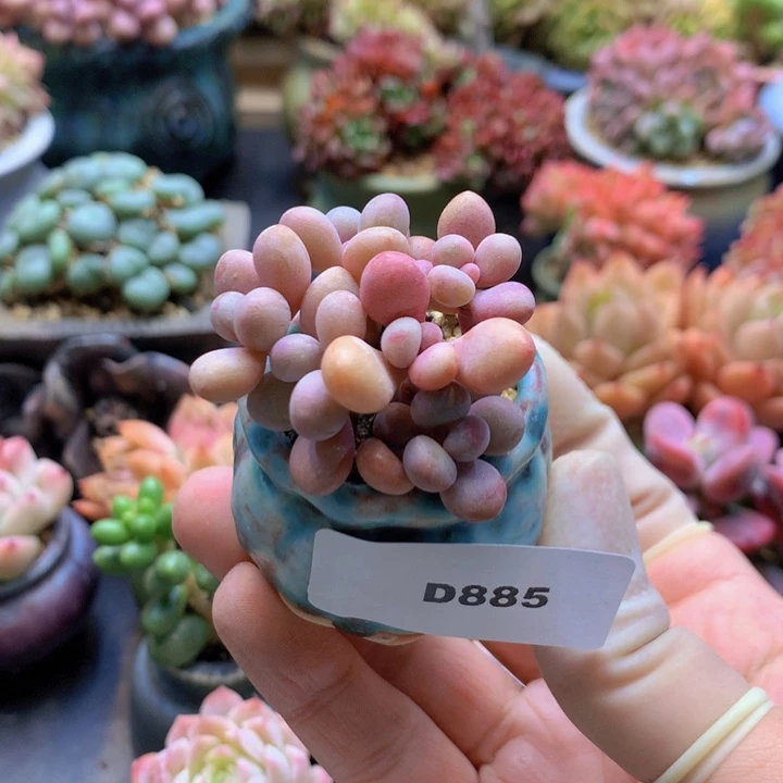 一物一拍含盆土满38包邮D885
