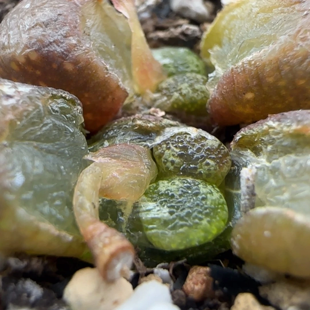 2.6.55/泡泡勋章/四头