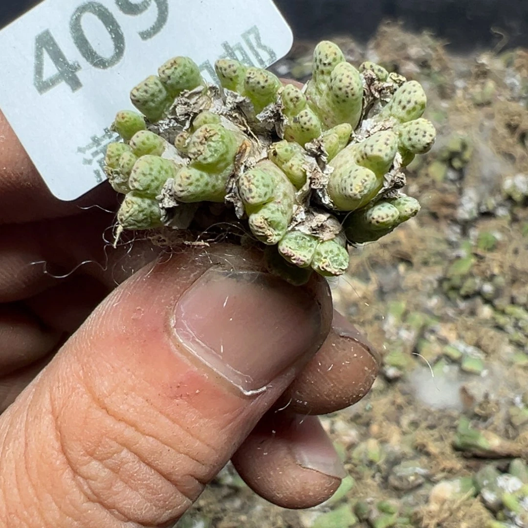 【闪购商品】 409。