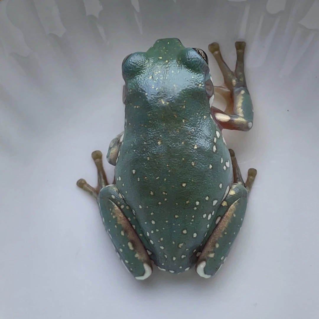 老爷树蛙24h蓝子代01号素皮金腿