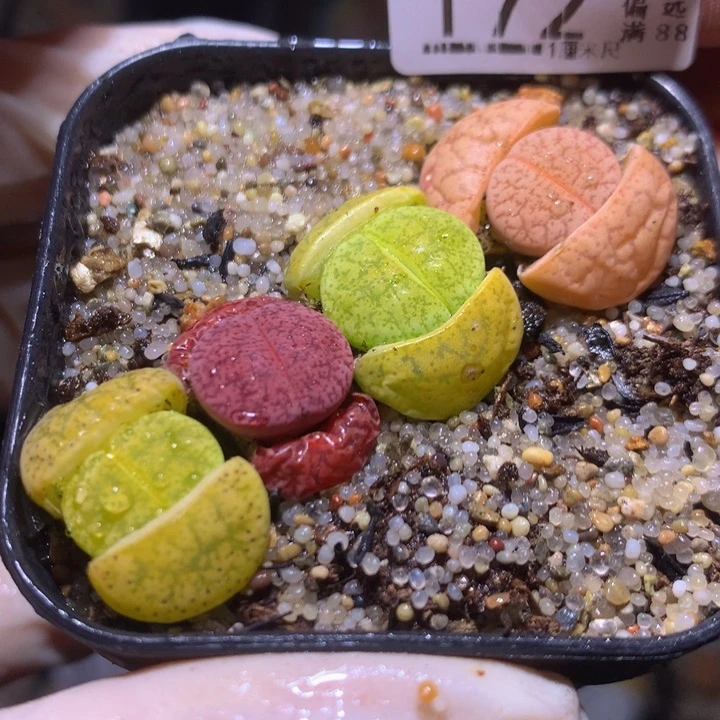 精品生石花310.172