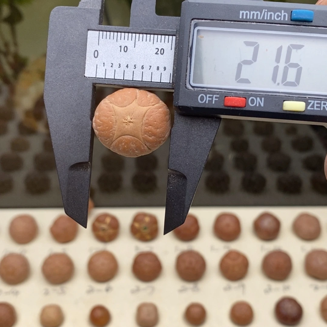 凤眼菩提吊坠五星