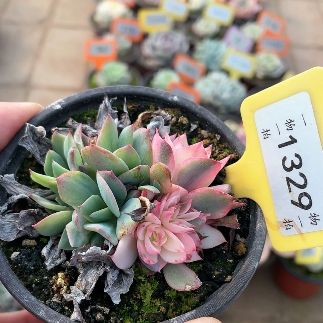 【闪购商品】1329底座