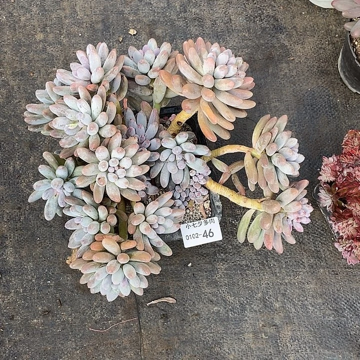 小七夕多肉汤圆46微瑕