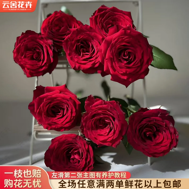 【云舍花卉】【自由】单头玫瑰 全场任意满两单及以上鲜花包邮