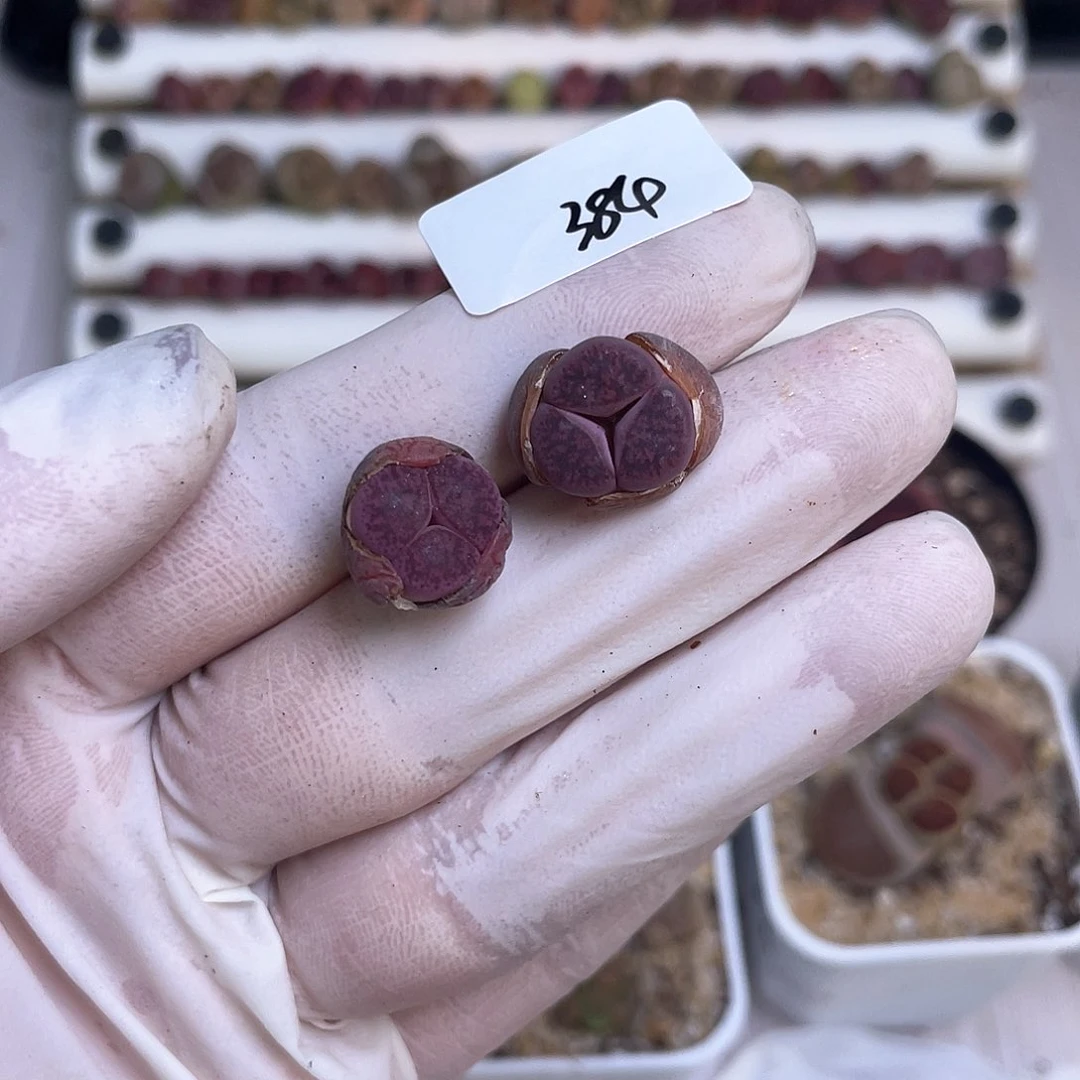 琦*384 奔奔…………………………